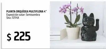 Planta orquidea multiflora m4