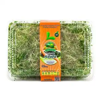 Germinado de alfalfa san francisco 500 gr