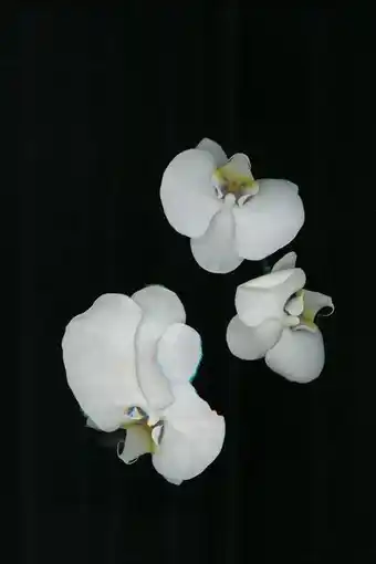 ZARA Unusual flower 90 ml oferta