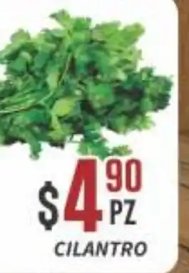 Cilantro