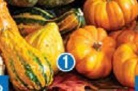 Calabaza ornamental o mini