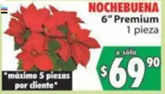 Nochebuena 6" Premium 1pieza