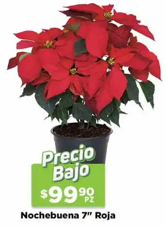 Nochebuena 7" Roja