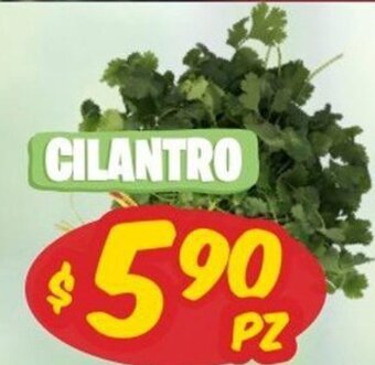 Cilantro