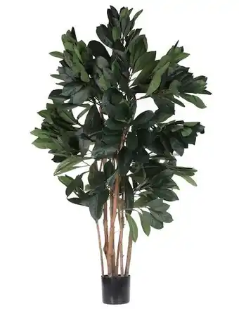 Árbol heuman brand leo