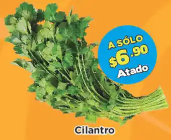 Cilantro