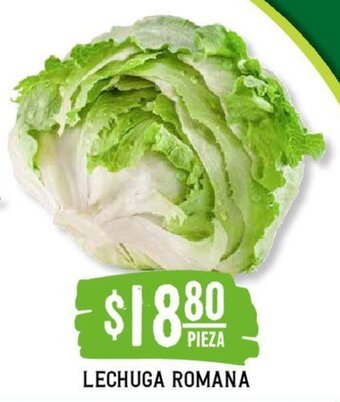 Lechuga Romana