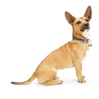Reddy collar ajustable diseño rayas color azul con broche metálico para perro, chico