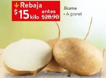Jícama