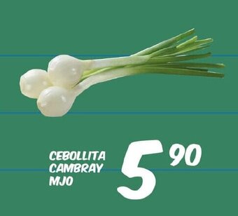 Cebollita Cambray MJO