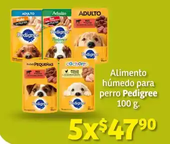 Alimento húmedo para perro Pedigree 100 g. x 5