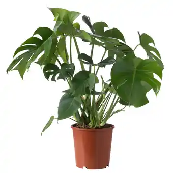 Monstera deliciosa Planta en maceta, cerimán, 25 cm