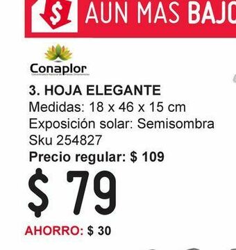 Planta hoja elegante