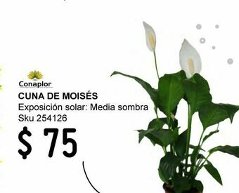 Planta cuna de moisés