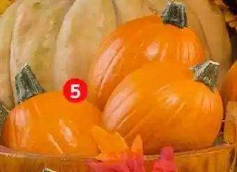 Calabaza Pay