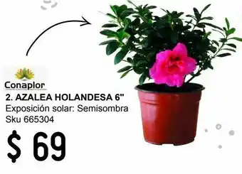Planta azalea holandesa m6"