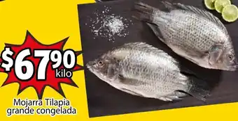 Mojarra Tilapia Grande Congelada