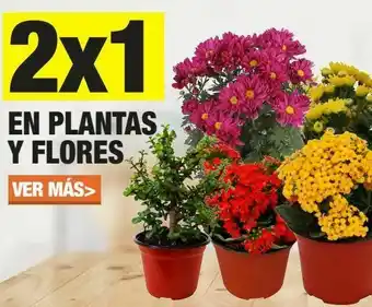 Plantas y flores