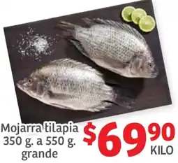 Mojarra tilapia