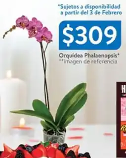 Walmart Orquídea phalaenopsis oferta