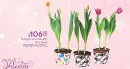 Fresko Tulipán en maceta 3 bulbos REMEM FLORAL oferta