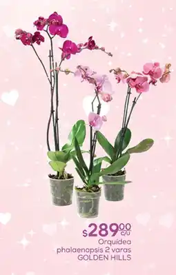 Fresko Orquídea phalaenopsis 2 varas GOLDEN HILLS oferta