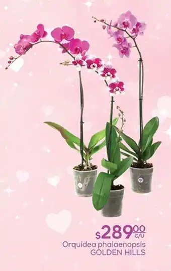 Fresko Orquidea phalaenopsis GOLDEN HILLS oferta