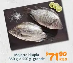 Mojarra tilapia