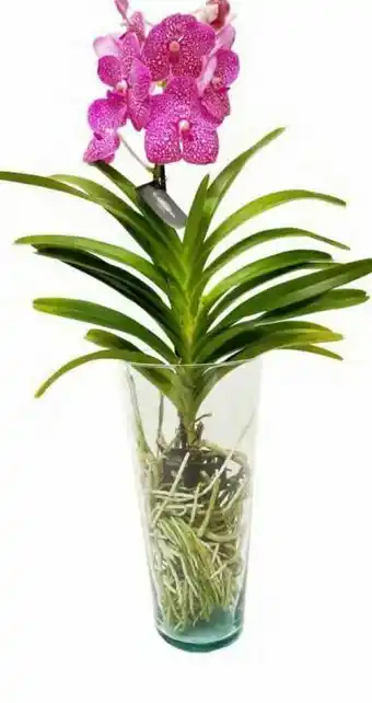 Orquídea vanda con florero 7.4´´