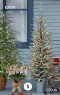 Walmart Maceta de nochebuenas blancas oferta