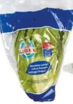 City Club Mr Lucky lechuga orejona oferta