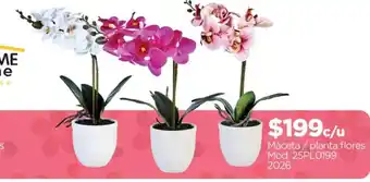 Maceta / planta flores