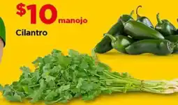 Bodega Aurrerá Cilantro oferta