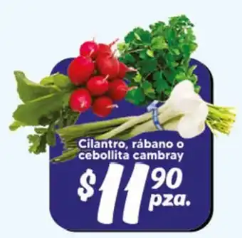 Cilantro, rábano o cebollita cambray