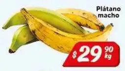 El Florido Plátano macho oferta