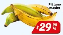 El Florido Plátano macho oferta