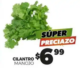 Cilantro manojo