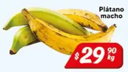 El Florido Plátano macho oferta