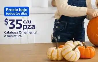 Walmart Express Calabaza Ornamental o miniatura oferta