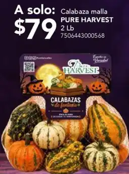 City Club Pure Harvest Calabazas de fantasia oferta