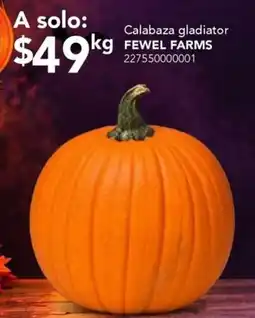 City Club Fewel Farms Calabaza gladiator oferta
