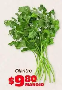 Soriana Híper Cilantro oferta