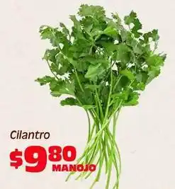 Soriana Híper Cilantro oferta