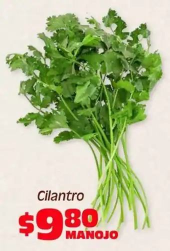 Cilantro