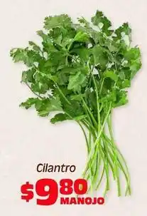 Soriana Híper Cilantro oferta