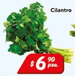 El Florido Cilantro oferta