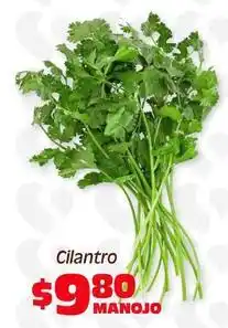 Soriana Híper Cilantro oferta
