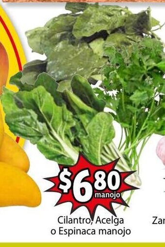 Cilantro, Acelga o Espinaca manojo