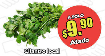 Cilantro Local