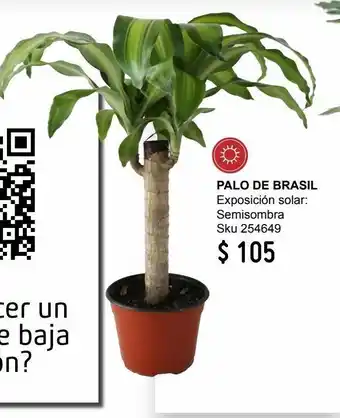 Palo de brasil